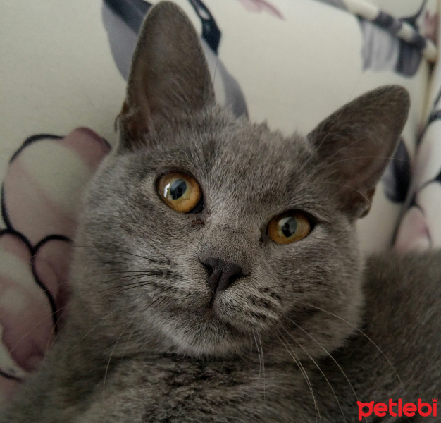 British Shorthair, Kedi  KEHRİBAR fotoğrafı