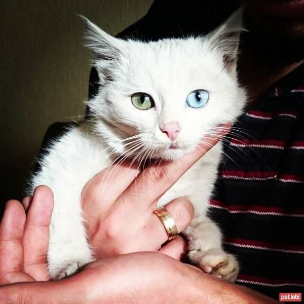 Van Kedisi, Kedi  Rosa Parks fotoğrafı