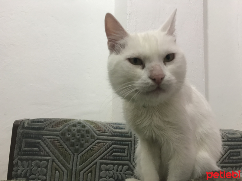 Ankara Kedisi, Kedi  Pamuk fotoğrafı