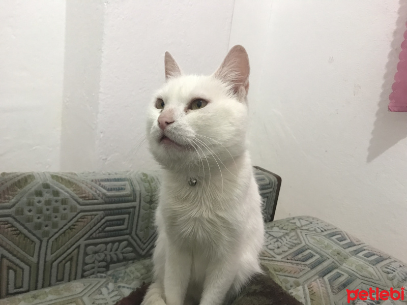 Ankara Kedisi, Kedi  Pamuk fotoğrafı