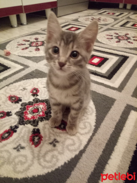 Tekir Kedi, Kedi  Diren fotoğrafı