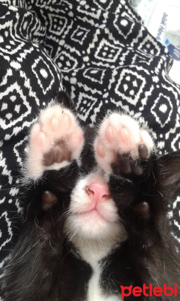 Siyam Kedisi, Kedi  Şapşik fotoğrafı