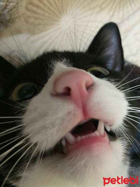 Siyam Kedisi, Kedi  Şapşik fotoğrafı