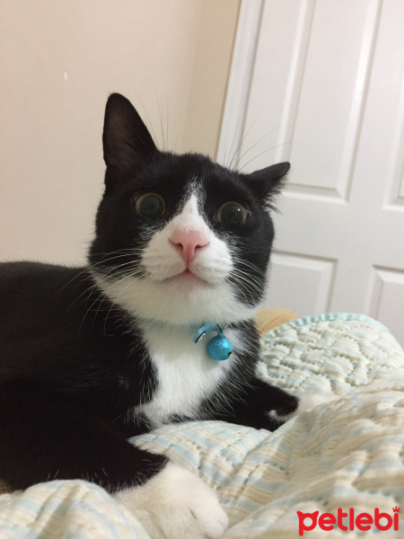 Siyam Kedisi, Kedi  Şapşik fotoğrafı