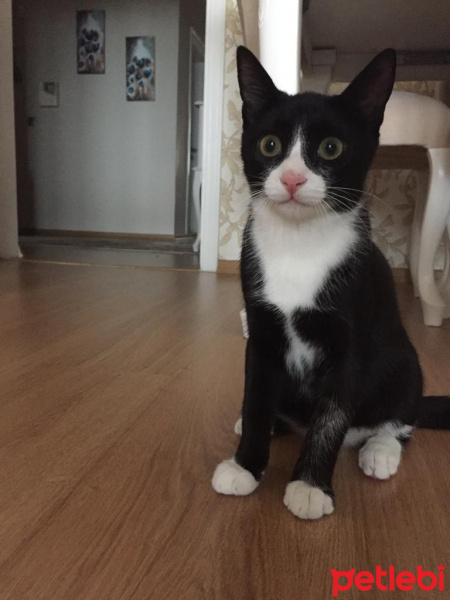 Siyam Kedisi, Kedi  Şapşik fotoğrafı