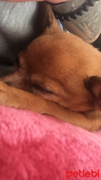 Chihuahua, Köpek  Kepek fotoğrafı