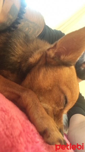 Chihuahua, Köpek  Kepek fotoğrafı