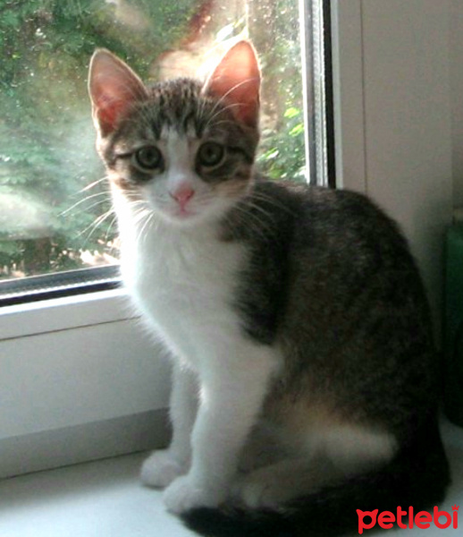 Mavi Rus, Kedi  Karolin fotoğrafı