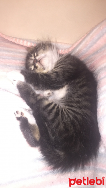 Tekir Kedi, Kedi  Adını sahibi koysun istiyorum fotoğrafı