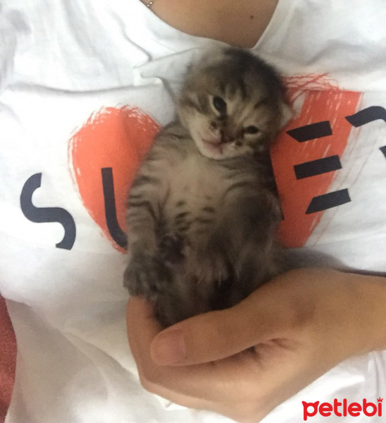 Tekir Kedi, Kedi  Adını sahibi koysun istiyorum fotoğrafı