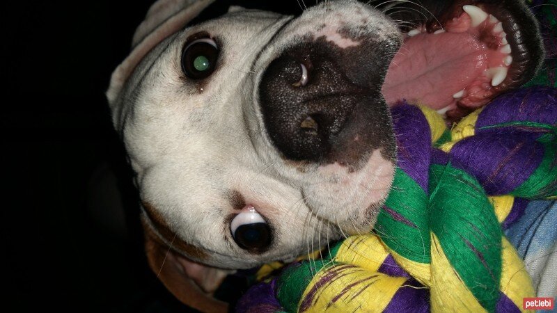 Boxer, Köpek  Arya fotoğrafı