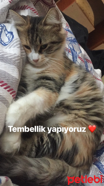 Tekir Kedi, Kedi  Miskin fotoğrafı