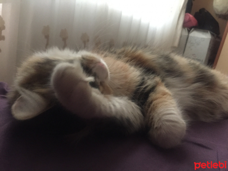 Tekir Kedi, Kedi  Miskin fotoğrafı
