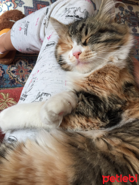 Tekir Kedi, Kedi  Miskin fotoğrafı
