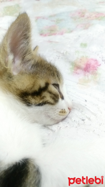 Tekir Kedi, Kedi  Lazlo fotoğrafı