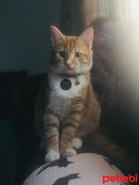 Tekir Kedi, Kedi  İsmet İnce fotoğrafı