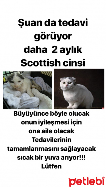 Scottish Fold, Kedi  Tekila fotoğrafı
