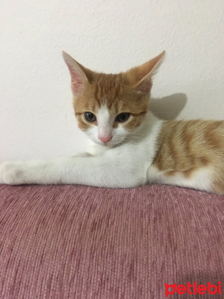 Sarman, Kedi  Monnik fotoğrafı