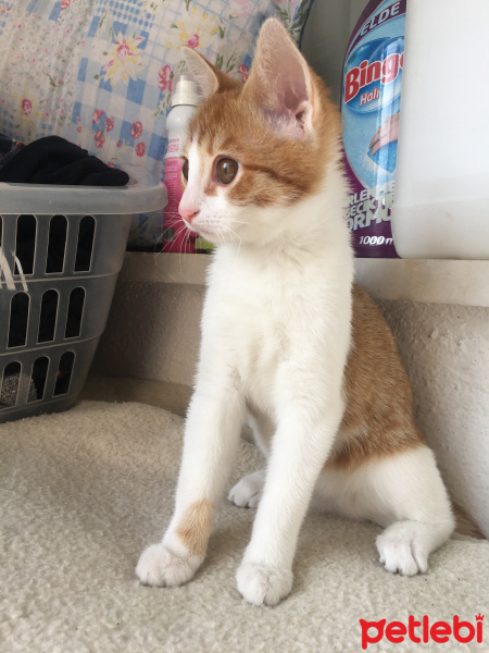 Sarman, Kedi  Monnik fotoğrafı