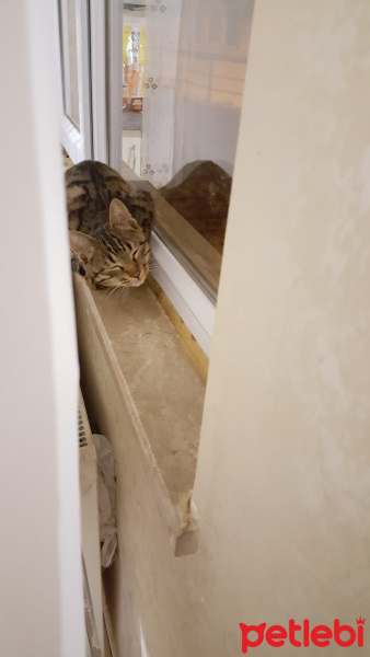 Tekir Kedi, Kedi  Çiko fotoğrafı