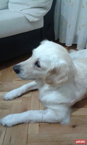 Golden Retriever, Köpek  Lesi fotoğrafı