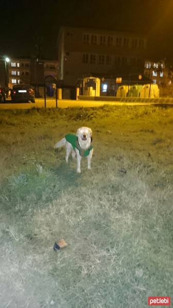 Golden Retriever, Köpek  Lesi fotoğrafı