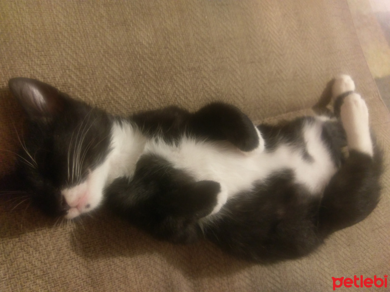 Tekir Kedi, Kedi  Pala fotoğrafı