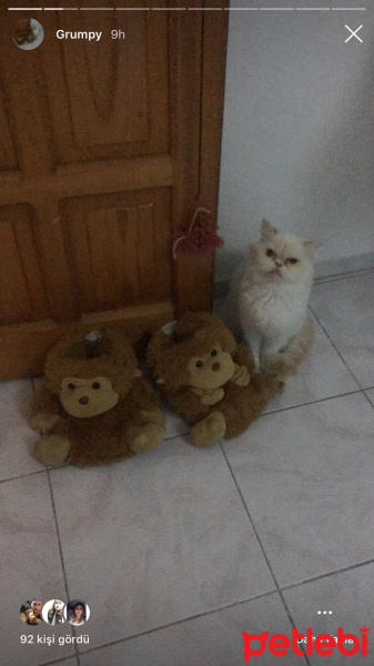 İran Kedisi (Persian), Kedi  Grumpy fotoğrafı