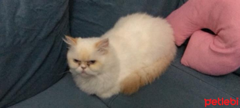 İran Kedisi (Persian), Kedi  Grumpy fotoğrafı