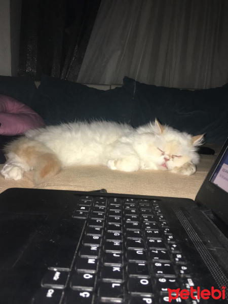 İran Kedisi (Persian), Kedi  Grumpy fotoğrafı