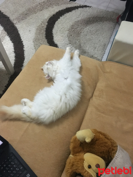 İran Kedisi (Persian), Kedi  Grumpy fotoğrafı