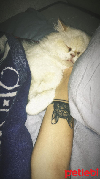 İran Kedisi (Persian), Kedi  Grumpy fotoğrafı