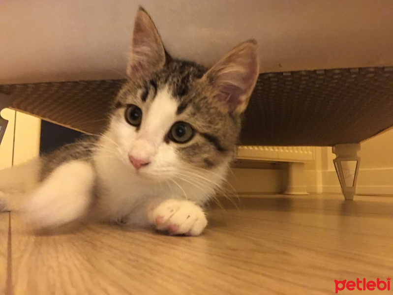 Tekir Kedi, Kedi  Mülayim fotoğrafı