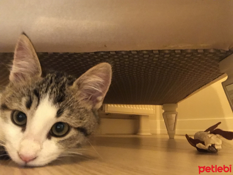 Tekir Kedi, Kedi  Mülayim fotoğrafı