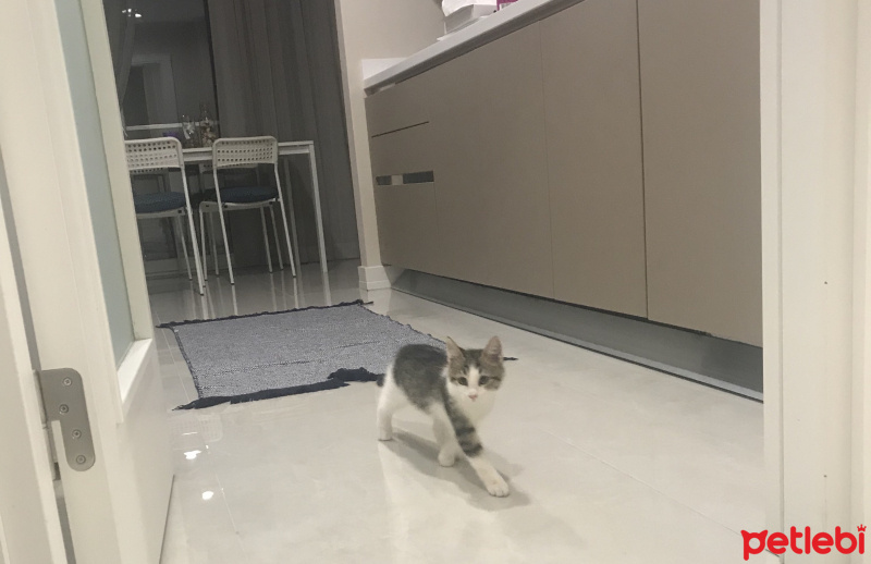 Tekir Kedi, Kedi  Mülayim fotoğrafı