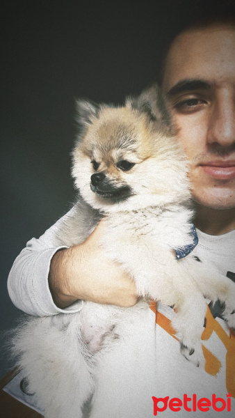 Pomeranyalı, Köpek  Paşa fotoğrafı