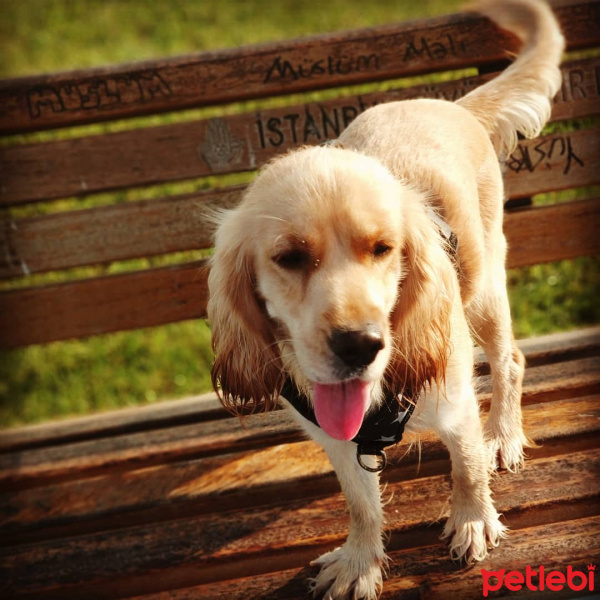 Amerikan Cocker Spaniel, Köpek  Mia fotoğrafı