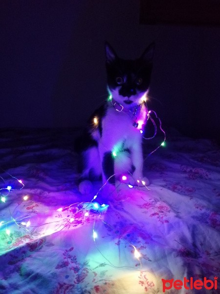 Tuxedo (Smokin) Kedi, Kedi  Mirmirsu fotoğrafı
