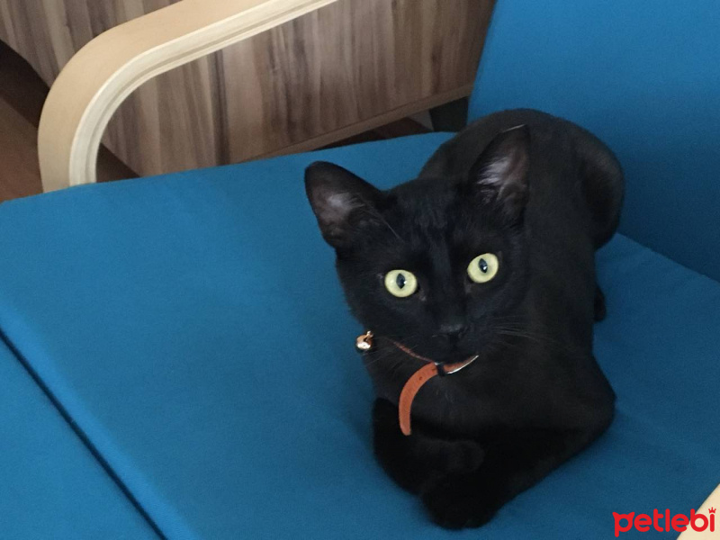 Bombay, Kedi  Odin fotoğrafı