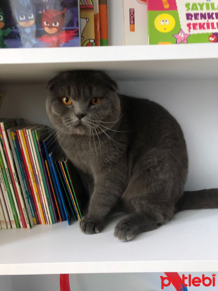 Scottish Fold, Kedi  oğlum fotoğrafı