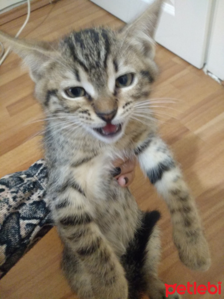 Tekir Kedi, Kedi  Şepi fotoğrafı