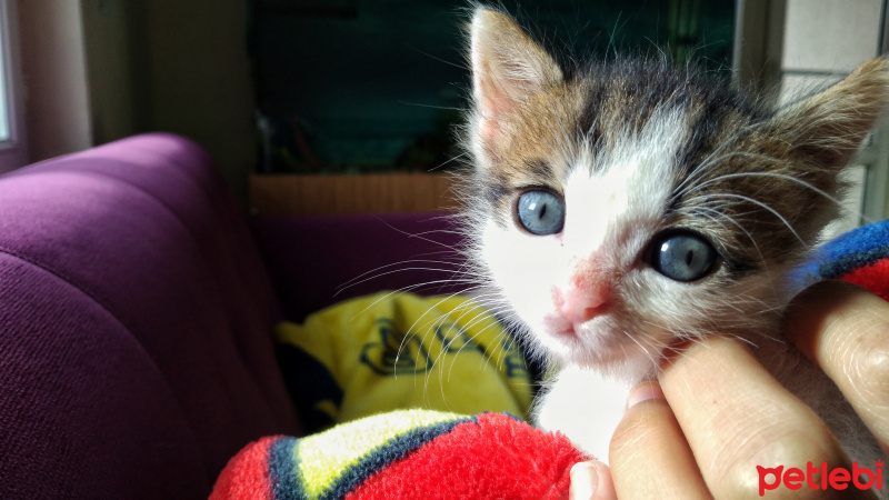 Tekir Kedi, Kedi  ALEX fotoğrafı