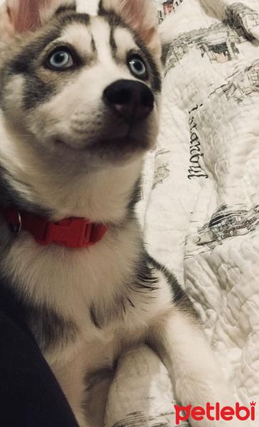 Sibirya Kurdu (Husky), Köpek  Nora fotoğrafı