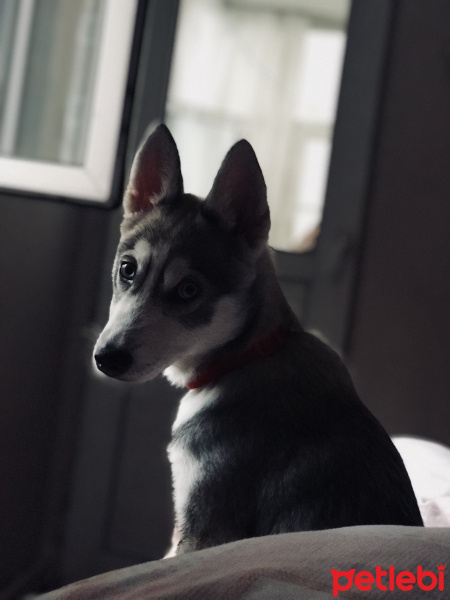 Sibirya Kurdu (Husky), Köpek  Nora fotoğrafı