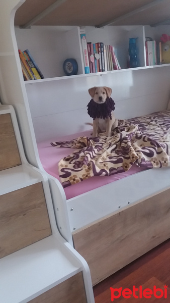 Beagle, Köpek  Leo fotoğrafı