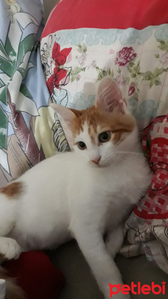 Tekir Kedi, Kedi  Yumak fotoğrafı