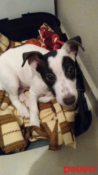 Jack Russell Terrier, Köpek  Oskar fotoğrafı