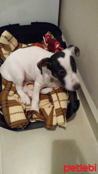 Jack Russell Terrier, Köpek  Oskar fotoğrafı
