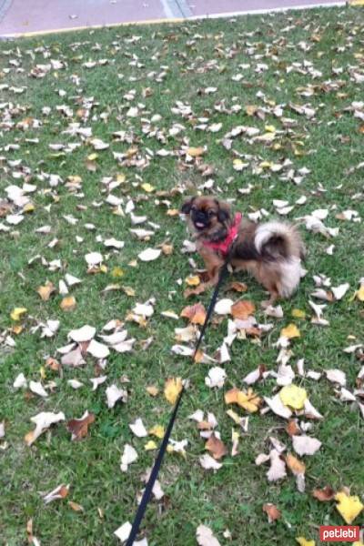 Pekingese, Köpek  Lady fotoğrafı