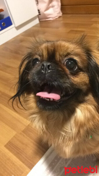 Pekingese, Köpek  Lady fotoğrafı